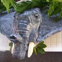 African Elephant This is one of my favorite cakes. It's a carved cake covered in fondant and scored with a fork to give it texture. The tusks are white...