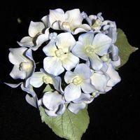 Hydrangea a tryout for the Martha stewart show