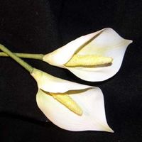 Calle Lily1 new calle lily for martha stewart show