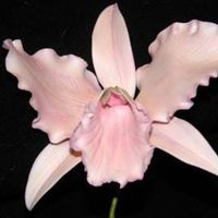 Cattelya Orchid try out for the martha stewart show