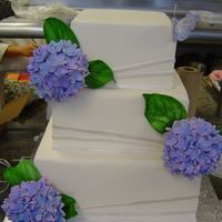 Hydrangea My final practical.