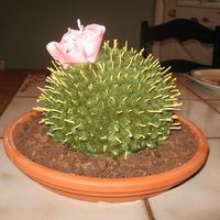 Cactus Cake This was inspired from Colettes cakes.... I thought it would be fun to do for my dad's birthday cake, he likes cactus. And everyone...