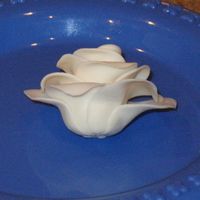 Underside Of Rose This pic goes with my post- "Do yours look like this?"