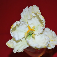 Parrot Tulip My first