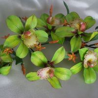Cymbidium Orchids 