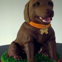 Chocolate Lab Sculpted chocolate lab. PVC armature RKT head cake body.