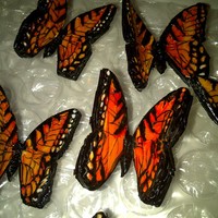 Tiger Stripe Monarchs Some of my newest Monarchs...For a very special cake