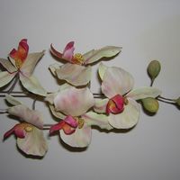 Croq_And_Flowers_005.jpg asian Style Orchids Just finshed for end of year exams.