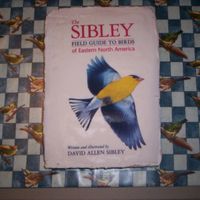 Bird Book Cake Buttescotch cake cut to size, iced in buttercream, and covered with edible image (thanks to deijha for making it for me).