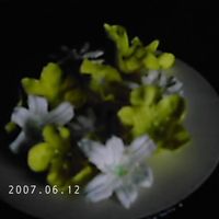 Royal Icing Flowers Some lillies, poinettas, morning glories, and something else (forget) made in royal icing.