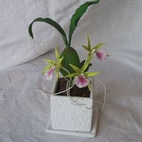 An Aspasia Orchid 