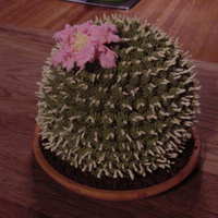 Cactus Cake This was made for a lady who owns greenhouses. Crushed chocolate cookies were used for the potting soil.
