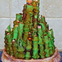 Bamboo Cake all edible! bamboo is fondant covered praline cookies covering 3-tiered cake. pot is airbrushed fondant