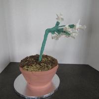 Orchid first orchid. I had no idea what I was doing.