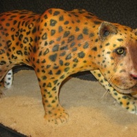 Leopard Sculpted leopard...measured 15.5" high and 30" long!! head and belly are rkt, the rest is cake...covered in fondant, lightly...