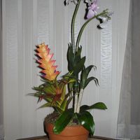 Orchids I did this with COLD PORCELAIN . I just wanted to share my latest work.