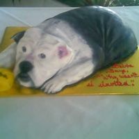 Bulldog Chocolate cake covered with fondant. Airbrushed and hand painted.