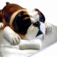 Cyrus The Bulldog Puppy This cake was probably one of the most difficult cakes we have done!! It took 9 hours to complete and it only served approx 30 people. I do...