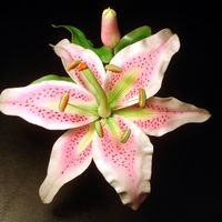 Robrum Lily Gumpaste Robrum Lily from call with Scott Clark Woolley