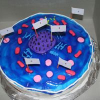 Animal Cell Mama is proud! My 11 yr old made this with minor help from me. It was his 3D animal cell science project! The nucleaus and all are made...
