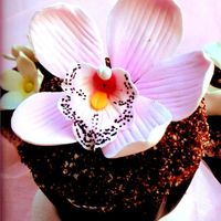 Little Pot Of Cake This is a Flutted Chocolate cup (also comes in white) with a stuffed cupcake, buttercream, "top soil" and a sugar flower.