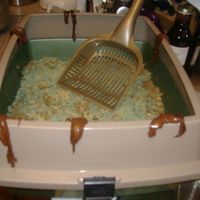 Kitty Litter Cake my daughter wanted this cake