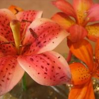 Stargazer Lily first attempt at sugarpaste flowers. Thanks for looking!!