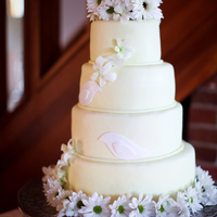 Love Birds And Daisies 4 tier cake covered in pale yellow fondant with 2 love birds and loads of daisies!