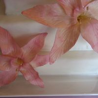 Img_0505.jpg First try at gumpaste lillies. Thanks for looking!