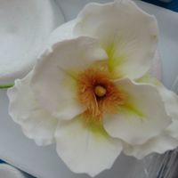 Gumpaste Peonies For an upcoming wedding cake - made using Scott Clark Woolley's cutters and veiners and Alan Dunn's method for stamens. Thanks...