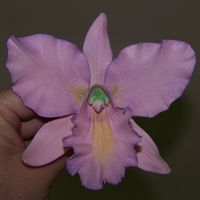 Cattlya Orchid My first attempt at gumpaste. Thanks for looking!