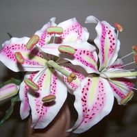 My 1St Stargazer Lilies 