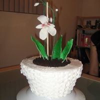 Flower Pot I'm just a beginner, so please don't laugh at my flower! I was inspired by the baby in a flower pot tutorial.