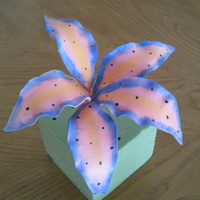 Tiger Lilly One of my first .......