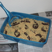 Kitty Litter Cake At the time we didn't have a cat.. You should have seen the look on his face when he saw it. Well worth it.