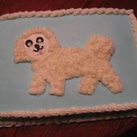 Bichon BC icing