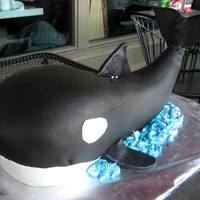 Killer Whale Killer Whale birthday cake for a friend's 22nd! Chocolate and Vanilla cake layers with cookies and cream chocolate buttercream filling...