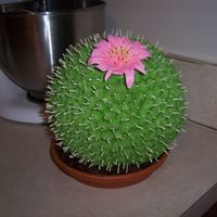 Cactus Cake replica of colette peters' cactus cake