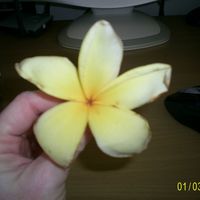 Cat_004.jpg unkown flower. I am looking for the name of this flower if anyone knows please PM me.