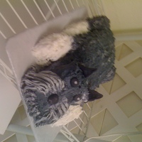 Schanuzzer Dog Cake 