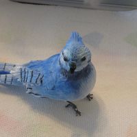 Img_0004.jpg Bluejay i made in class my first bird