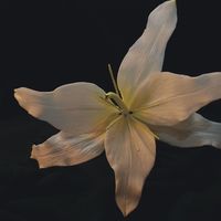 Casablanca Lily Made all these flowers in a class from Jennifer Dontz-great teacher and lots of fun