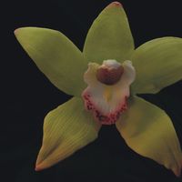 Cymbidium Orchid my favorite-so beautiful