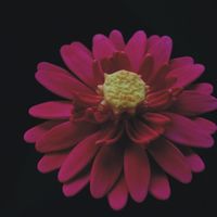 Gerber Daisy 