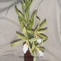 Miltonia Flavescens Vine/branch Had to try to make a vine/branch...which word is the correct term??