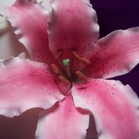 Stargazer Lily 4 of 4: Closeup of my first time doing lillies. This lily was made without a cutter or a veiner. I made templates from real lily petals....