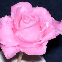 First Ever Fondant Rose This was the first fondant rose made during my course 3 class. Very easy and I love the look!