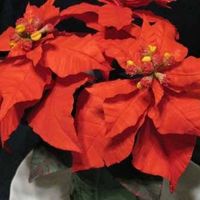Poinsettia 
