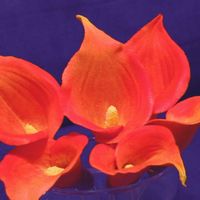Calla Lilies 