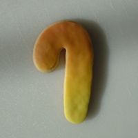 Pic 11 Example of cookie decorated with Skinner Blend MMF. Pic 11